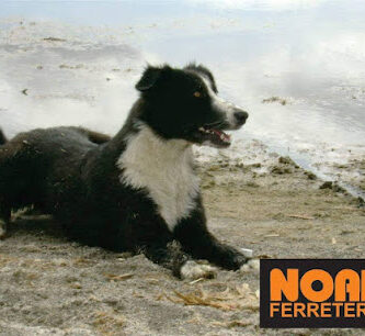 Ferreteria Noah